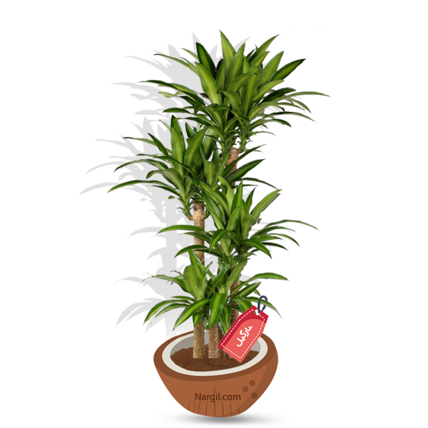 Nargil_Dracaena compacta